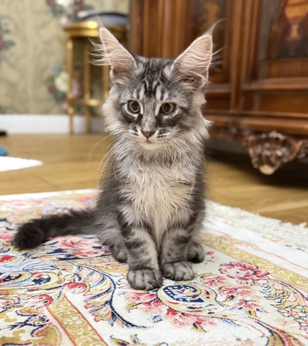 Мейн Кун- хлопчик  black silver tabby ns22