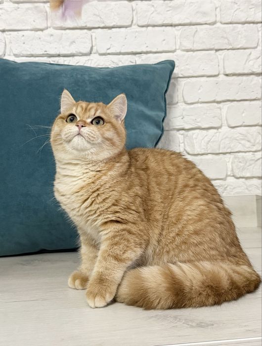 Британський котик