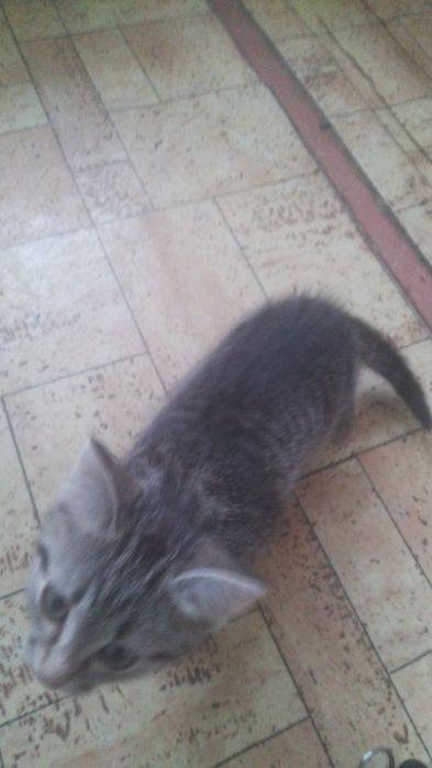 Кошенята Вышгород