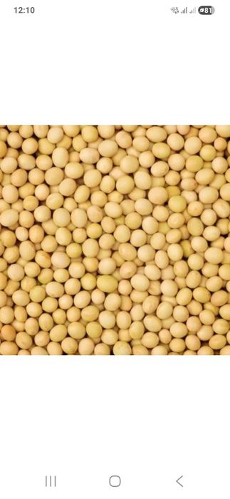 Посівна соя КАНЗАС