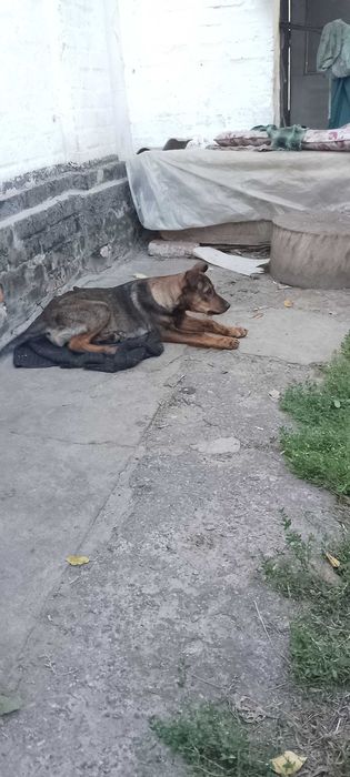 Кармен, стерилізована, один рік