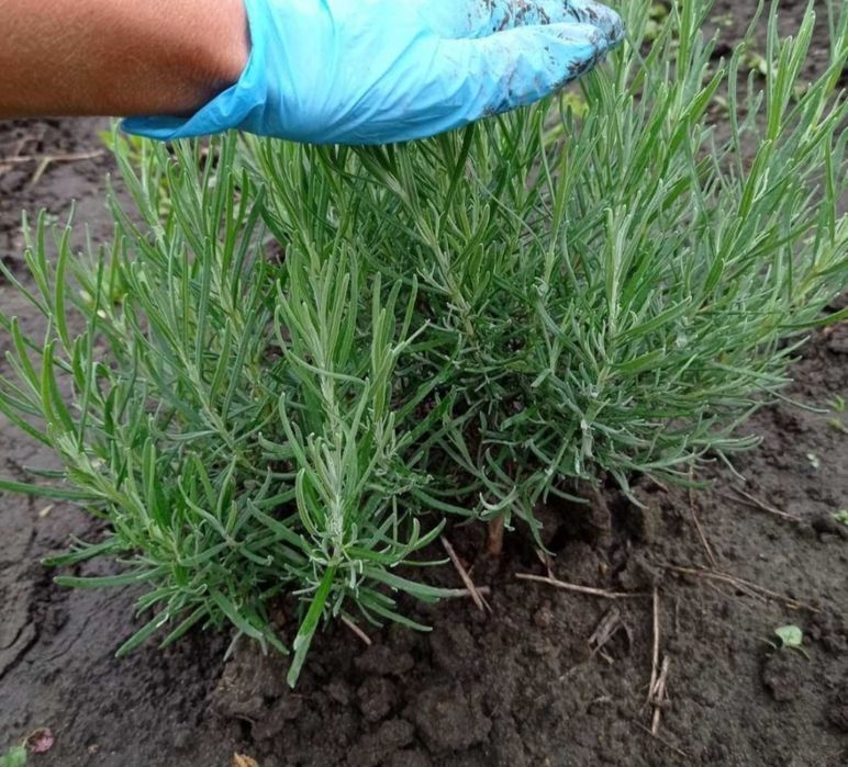 Продам саджанці лаванди