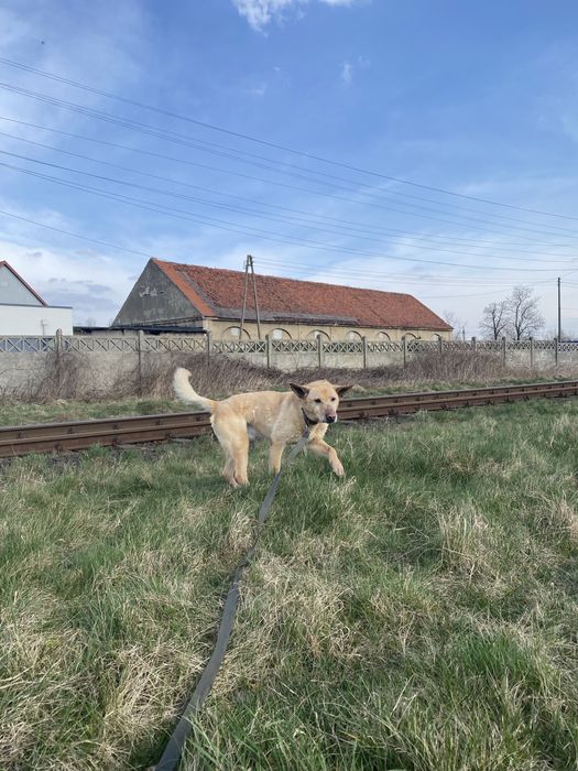 Wspaniały, biszkoptowy kundelek Dyzma  szuka domku