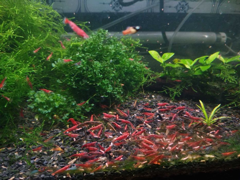 Camarões vermelhos neocaridinas