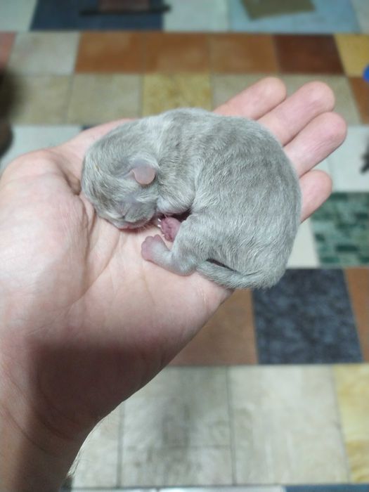 Шотландські кошенята