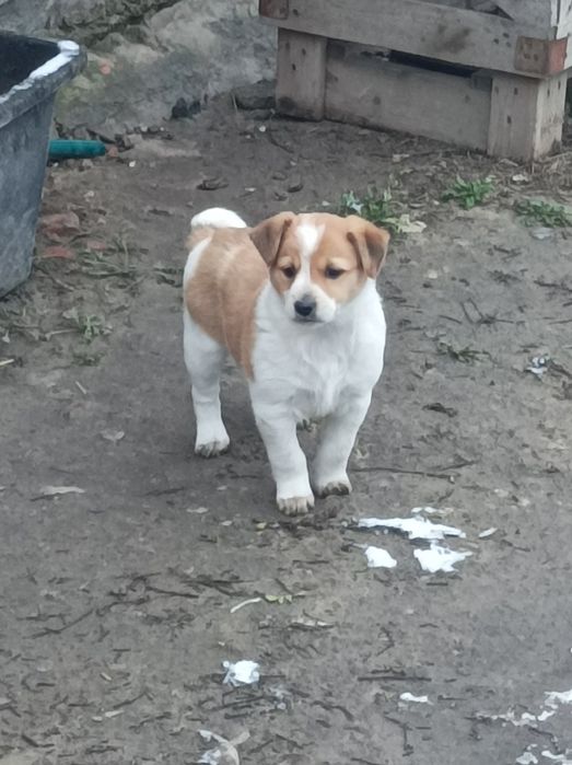 Цуценята шукають хороших господарів