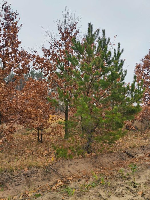 Ділянка 15 сот під забудову в найкращій локації під лісом | Дмитрівка