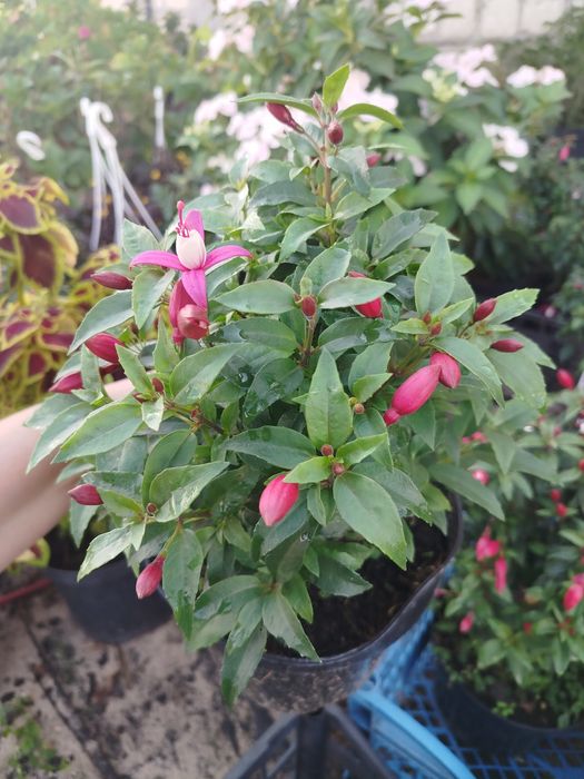 фуксія готові кущі