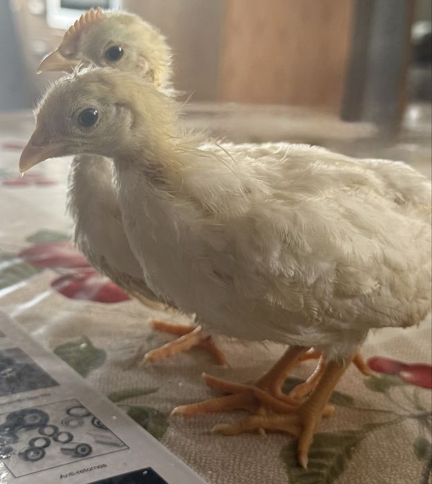 Leghorn White Casal
