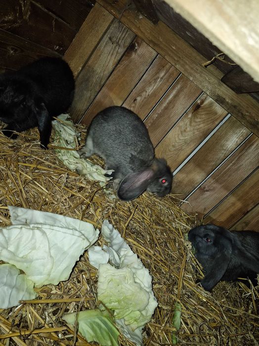 Króliki Baran Francuski mieszanka