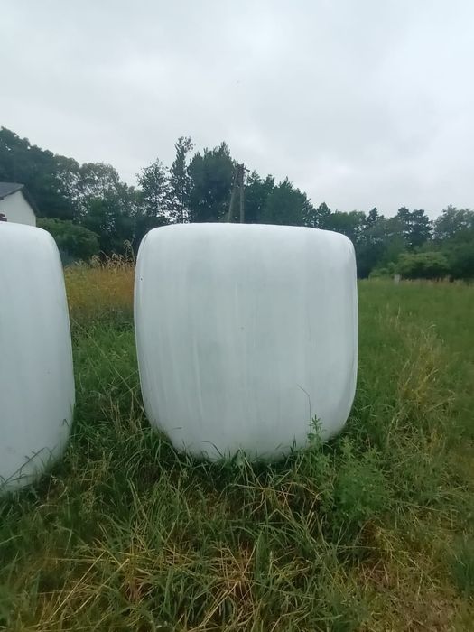 Siano polowe z domieszką koniczyny