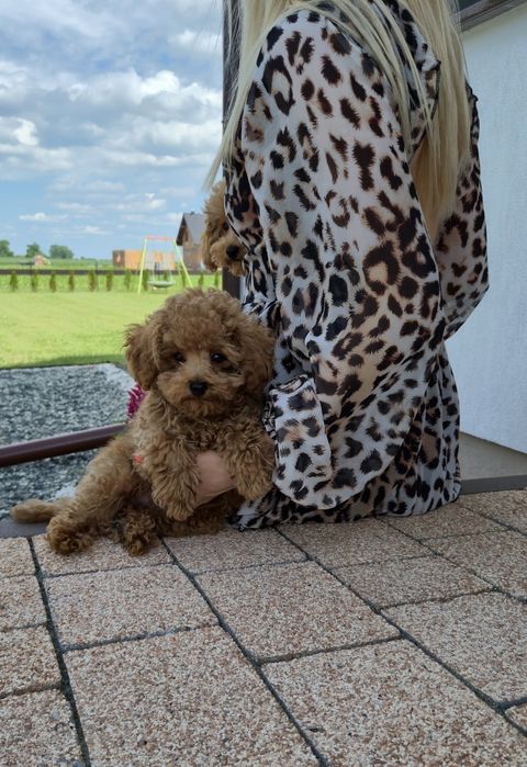 Cudowny chłopczyk Pudel Toy Red- rodzice posiadają pełen pakiet badań genetycznych
