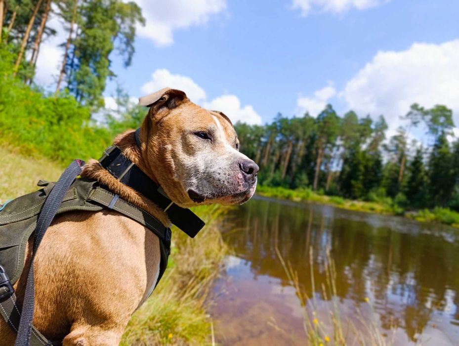 Piękny dostojny kochany pies tak długo czeka na swojego człowieka