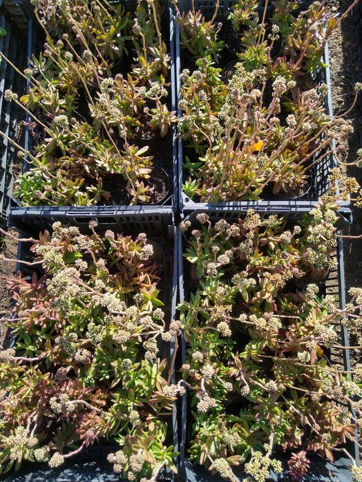 Planta Crassula nudicaulis