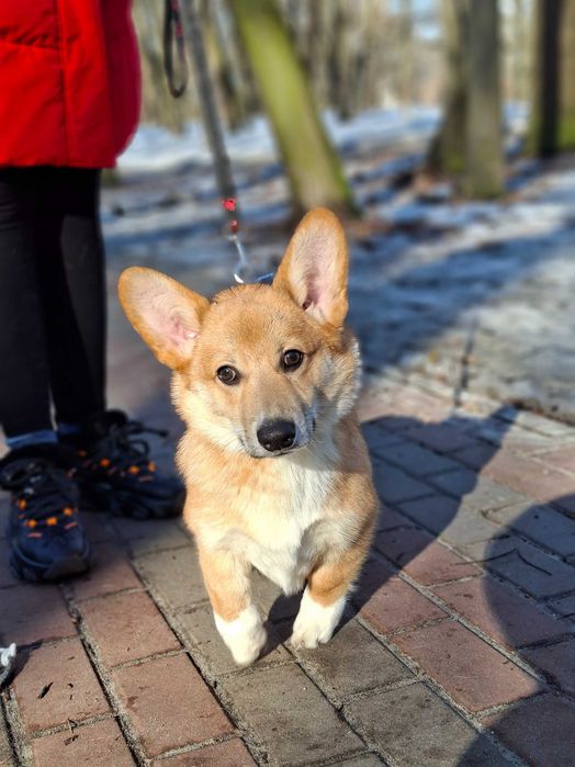 Дуже чудовий хлопчик вельш коргі пемброк,док КСУ,Київ