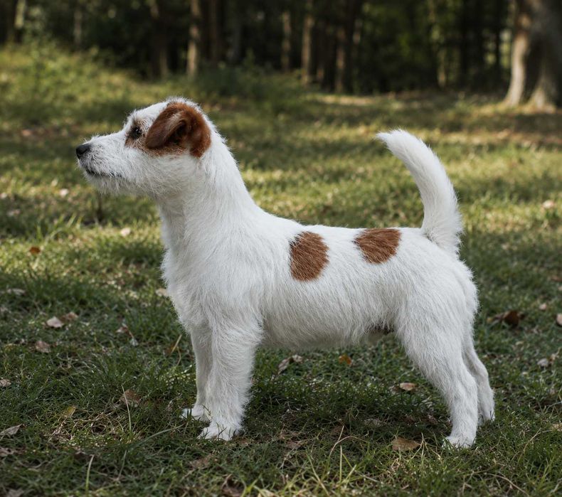 Jack Russell Terrier piękny piesek z dokumentami Moris