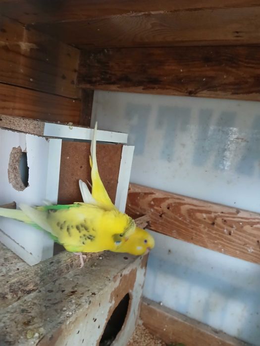 Casal de piriquitos  australianos