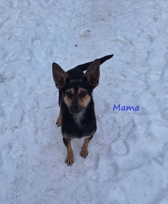 Piesek do adopcji - suczka