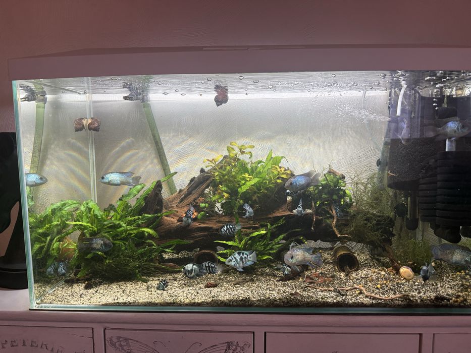 Sprzedam ryby slimaki rosliny w dobrych cenach