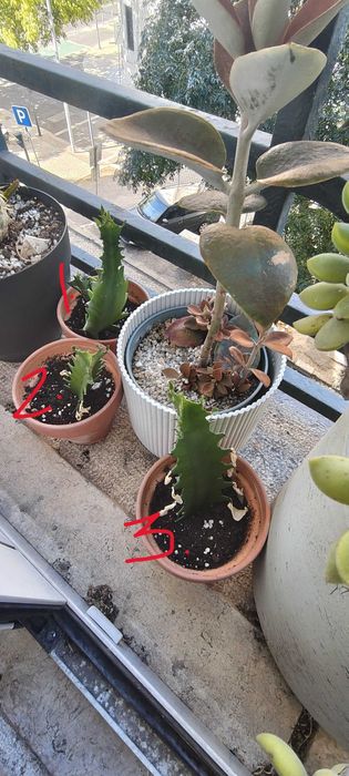 Euphorbia Lactea - Várias alturas, de 175 a 350 mm. Total 6No. vasos pequenos.
