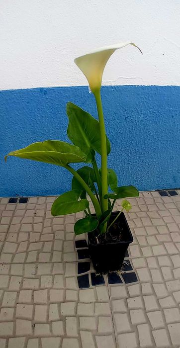 Planta jarro branco lirio calla, zantedeshia