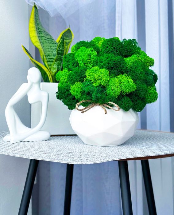 Стабілізований мох, кашпо з мохом, еко-декор для дому, мох: 790 грн ...