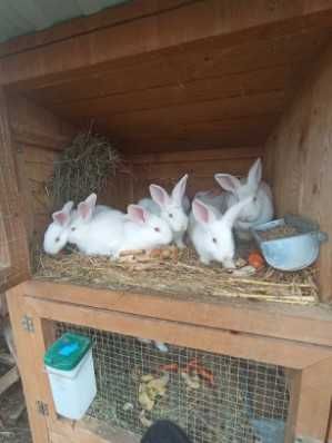 Króliki Termondzkie