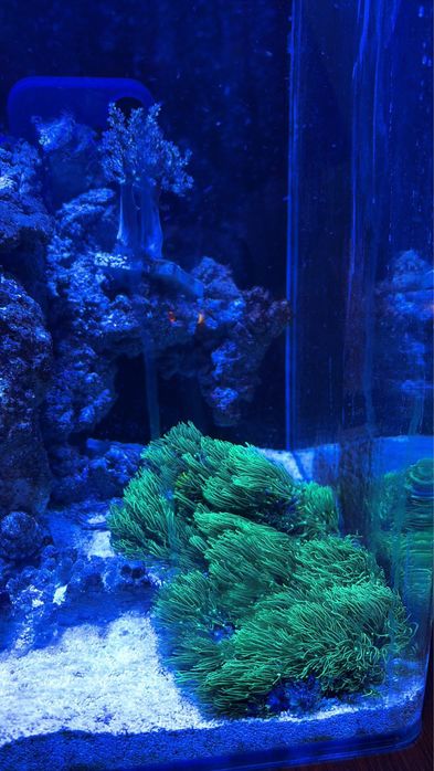 Aquario agua salgada completo