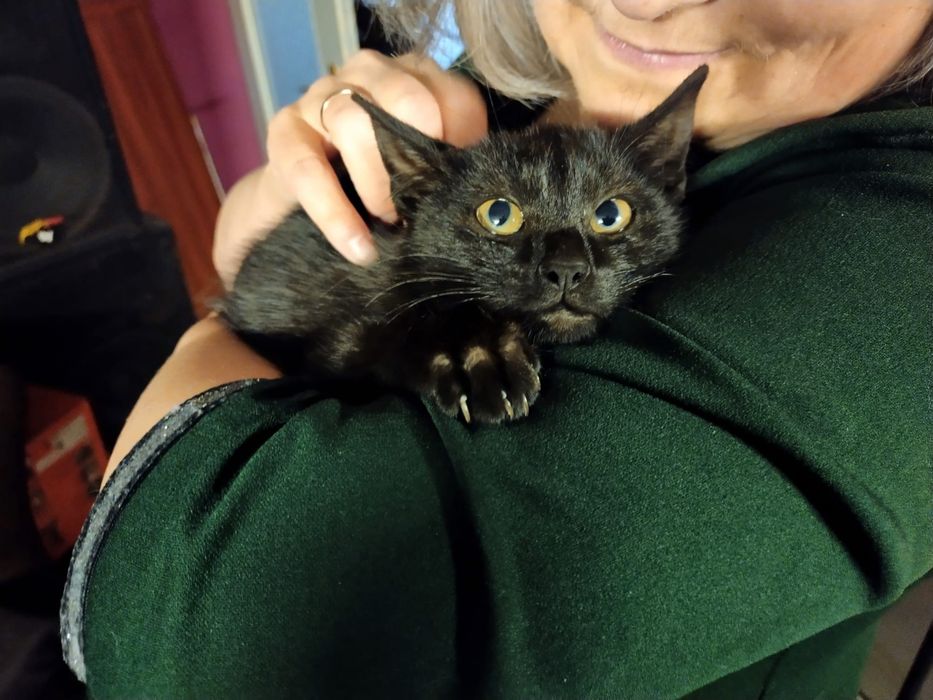 Piekna kicia szuka domu