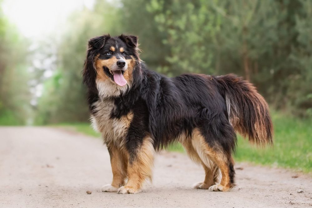 Zdecydowany duży puchaty niebieskooki Melex do adopcji