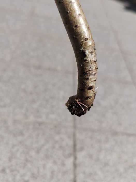 Aeonium Arboreum Zwartkop