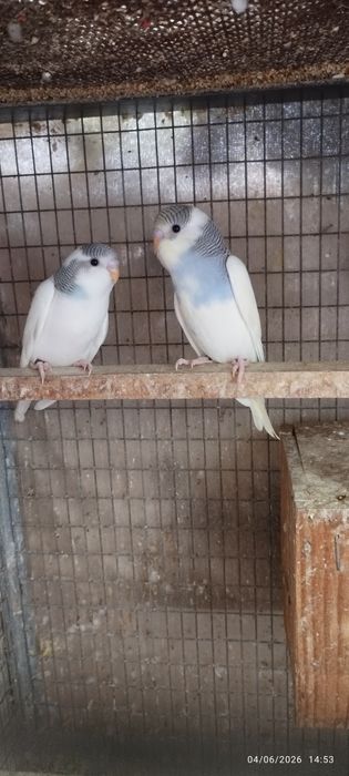 Vendo periquitos australianos (não faço criação de aves à mão). Em Loulé.