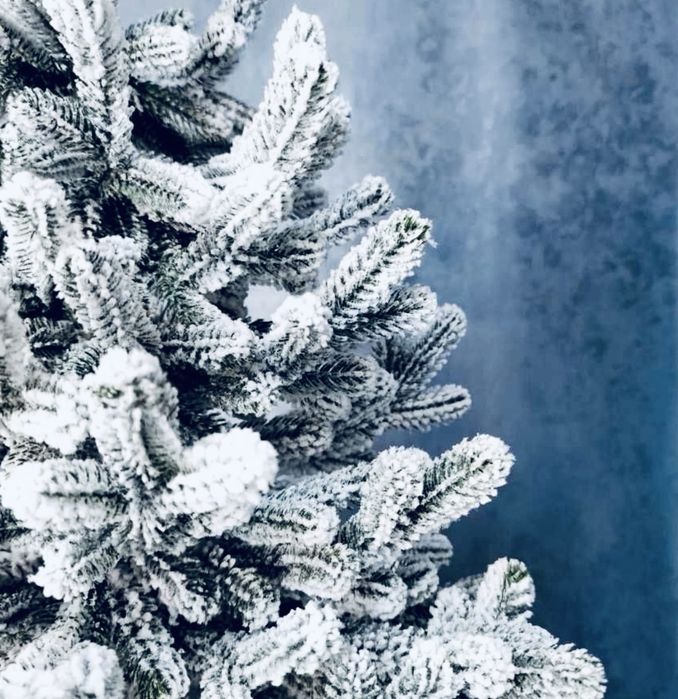 Ялинка біла засніжена.Ёлка в снегу 1,5м 2м 50см