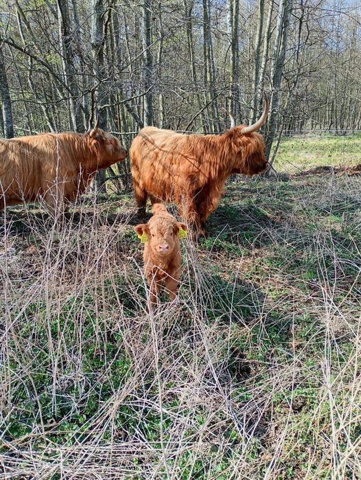 Cielaki Highland Cattle byk jałówka