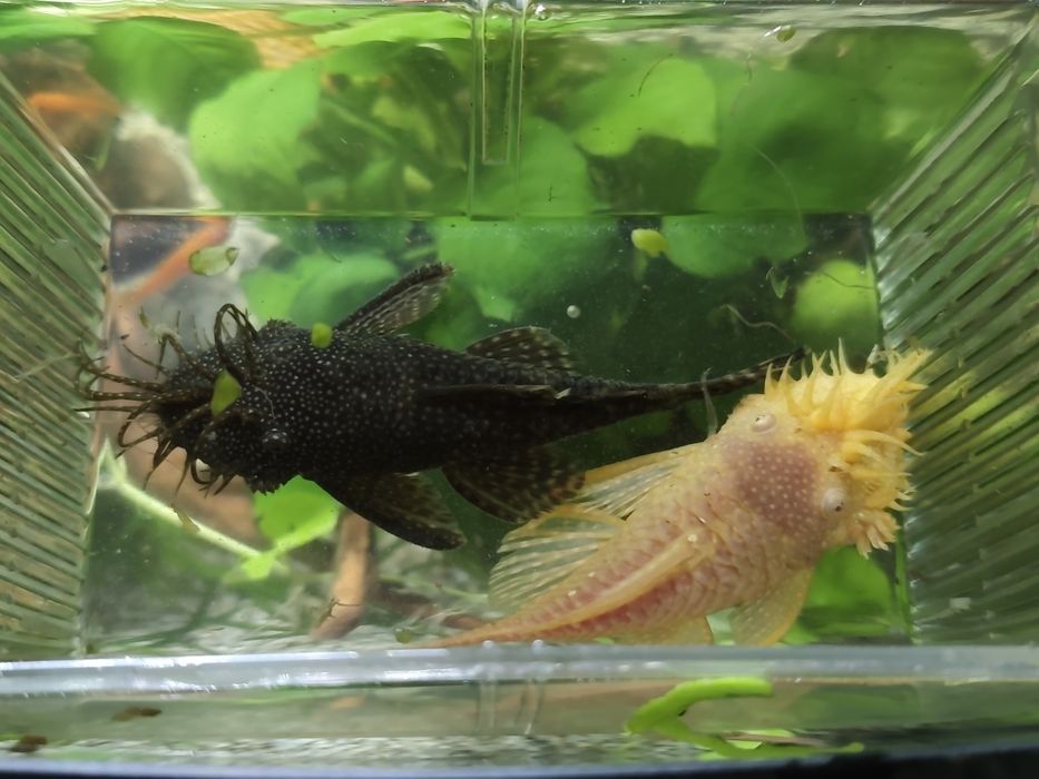 Zbrojnik samica i samiec