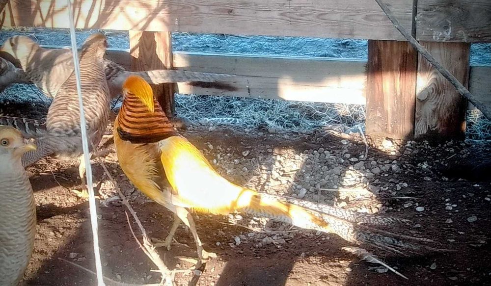 Jaja legowe barzantow bananowych