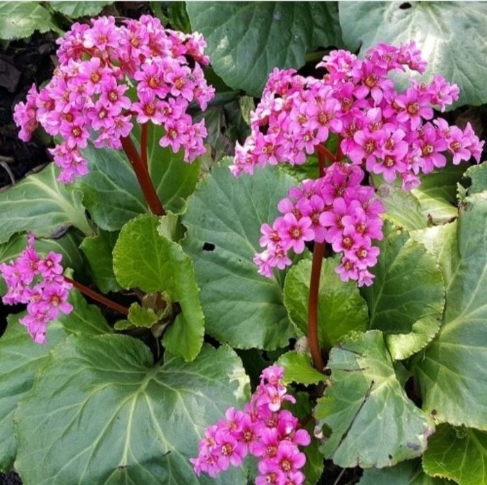 Bergenia zimozielone liście różowe kwiaty sadzonka w doniczce