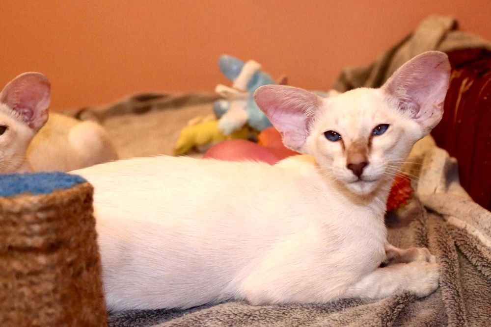 Орієнтали хлопчик Яромір та дівчинка Ясмін