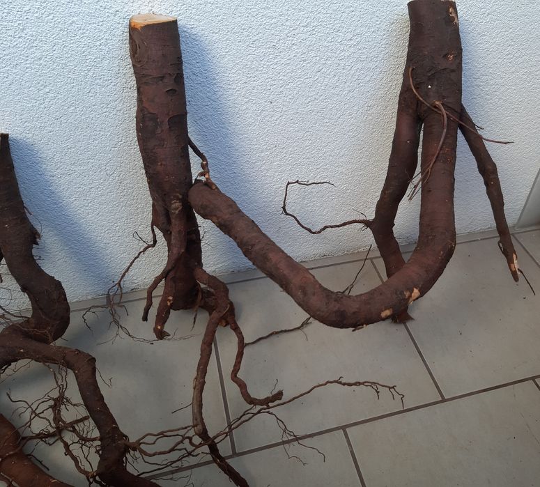 Korzenie do akwarium/terrarium.