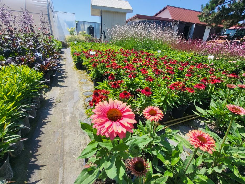 JEŻÓWKA  (Echinacea Moench) , Jeżówki