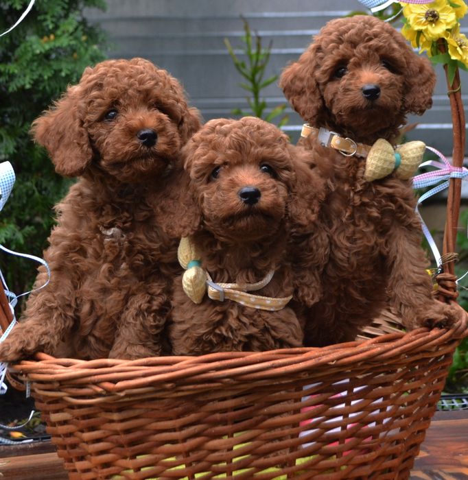Радість в будинок! Хлопці той пудель