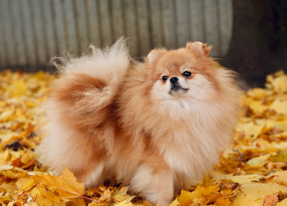 Шикарна дівчинка померанського шпіца.