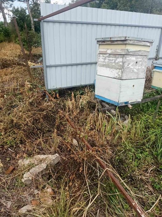 Продам вулики с.Обухів Вінниця