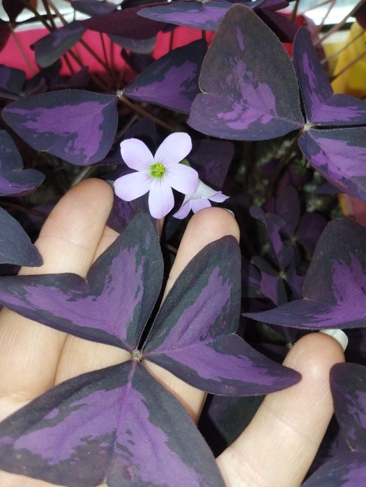 Оксалис (кислица) съедобный Oxalis vulcanicola "Plum crazy"," Zinfan