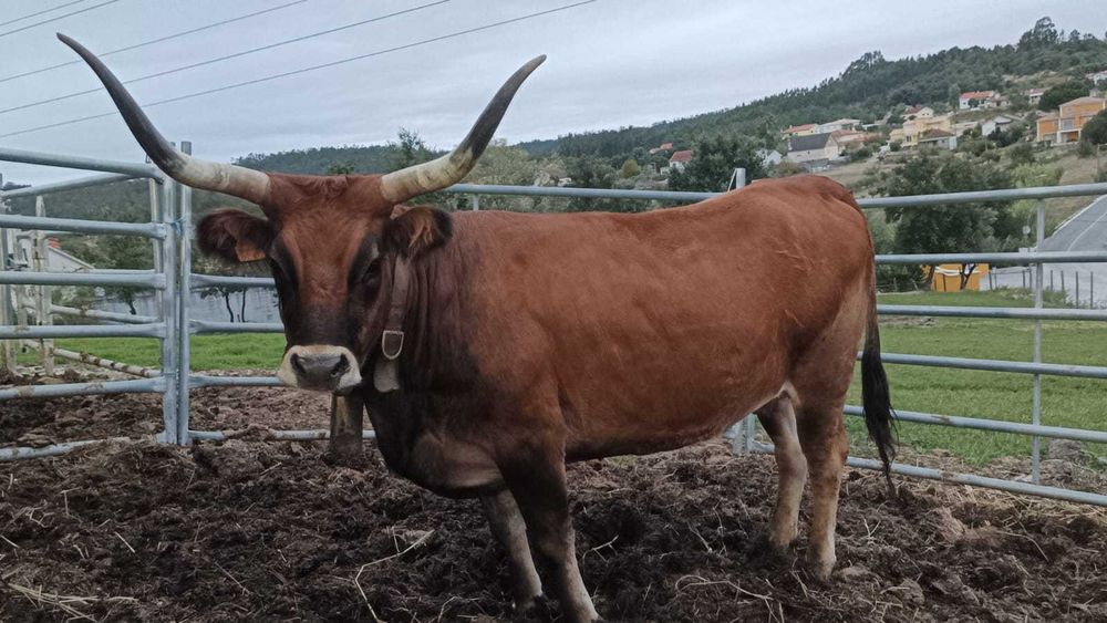 Vaca Cachena Com Cria