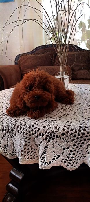 Той пудель ксу  міни тикап хлопчик