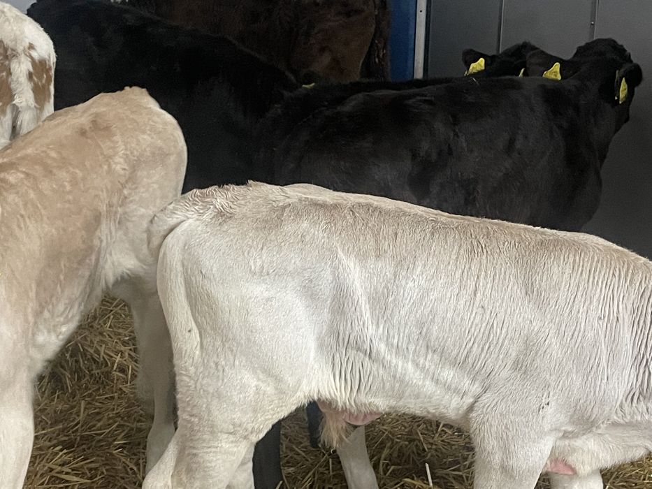 Cielaki mięsne do chowu Kościerzyna • OLX.pl