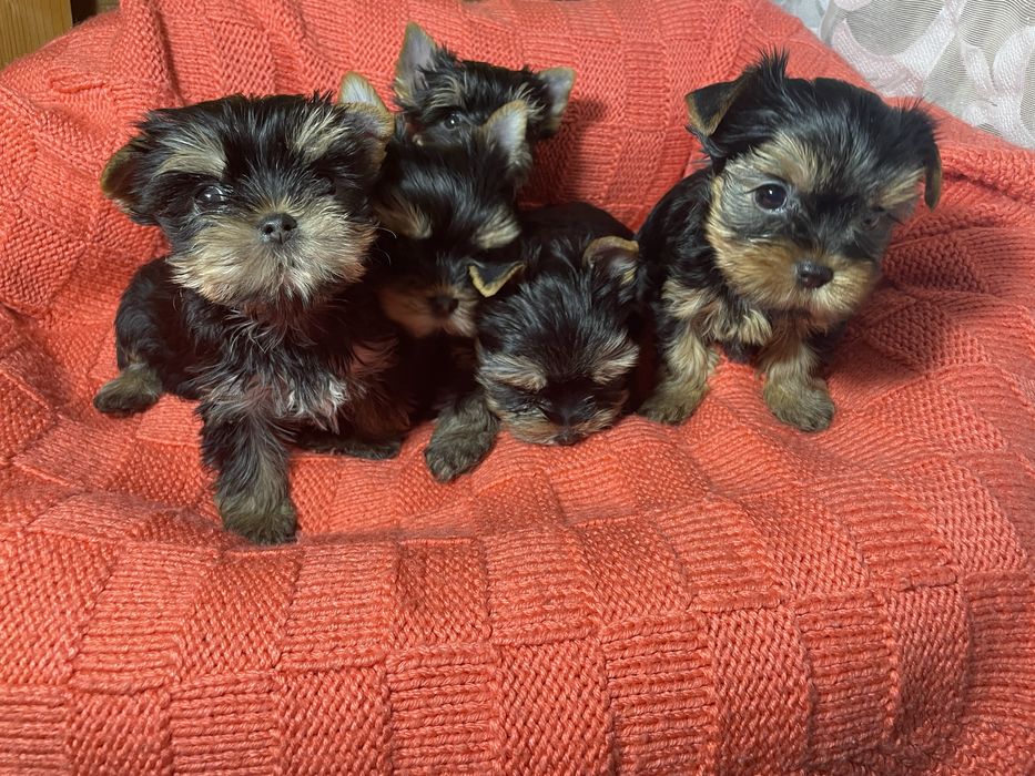 Маленькі супер йорки