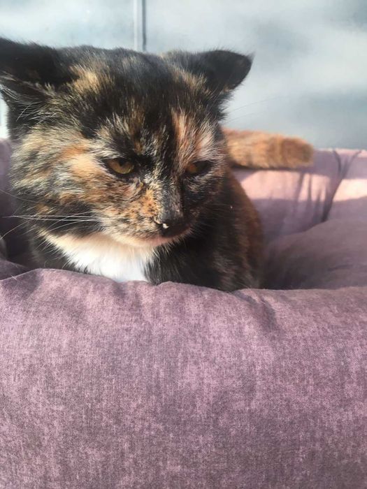 Отдам кошечку Азу любящим хозяевам