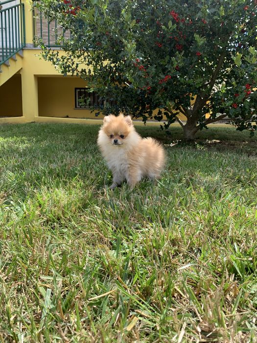 Spitz Disponivel